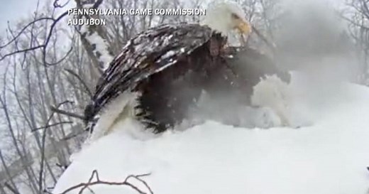 Watch: Time-lapse video captures nesting bald eagles