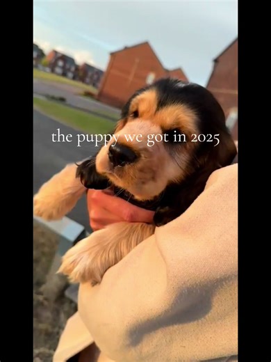 Transforming from Puppy to Big Dog: A Cocker Spaniel Journey