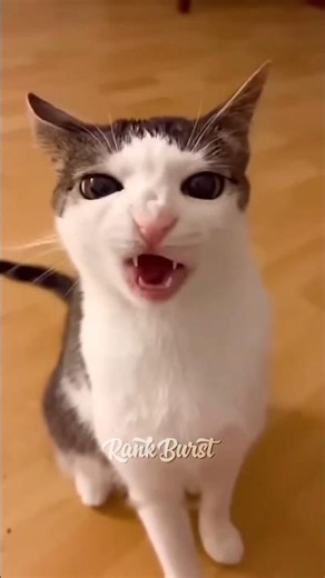 Cats Making Strang Sounds 💀 #catsounds #haboshbabosh #shorts