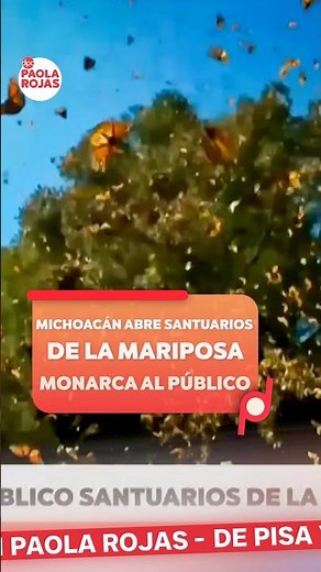 Michoacán abre santuarios de la mariposa monarca al público | #Shorts | DPC con Paola Rojas