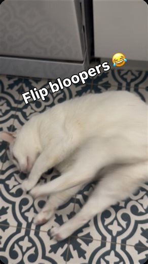 It doesn’t always work out 😂 #cats_of_instagram #funnycat #frontflip #bloopers #catreels #catflip | Boy the Flip Cat