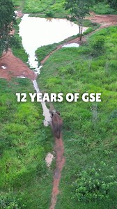 On 29 August 2013, Global Sanctuary for Elephants was founded as a U.S. 501(c)(3) non-profit—paving the way to a better life for South America’s elephants. In the last episode of our podcast, Global Rumblings, we look at the progress made over the past 12 years and what still needs to happen so captive elephants everywhere can live as naturally as possible. ☕ Giveaway: 🎉 Don’t miss your chance to celebrate 12 years with us! Win one of 12 “Sip-Rumble-Repeat” podcast mugs by sending an email to p