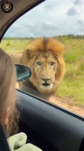 Lion Attacks a Tourist Car in USA Safari 😱 Shocking Wildlife Encounter