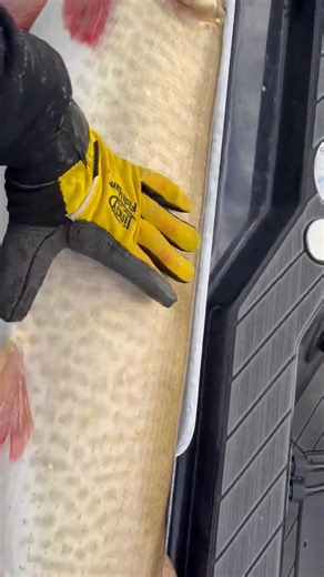 This one just rolled through! Regular Gladiator with a true PhatA$$🐽🐖 this season has been unreal for huge fish on our products! I need to get a count😅 we have to be right around 80 50in plus fish this season alone💯 thank you everyone for everything this season its been one hell of a ride! Cole-Zilla Custom Baits🤘 | Zilla Custom Baits LLC