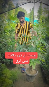 3.6K views · 3 comments | Money tree best indoor plant #foryoupageシforyou #foryoupagereels #indoorplants #IndoorGarden | AGP Nursery Farm | Facebook