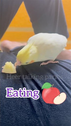 Cocktail bird apple eating time#trending #parrot #birds #cute #funny #pets#viral video#cocktails