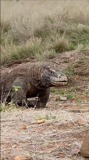 🔥Ferocity Of Dragons🔥 #goat #animalshorts #komodo #wildlife