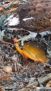 273K views · 3.3K reactions | Review bird nest daily life with beautiful nature [EP801]- Parent bird feeds their babies in the nest #birdlovers #naturelover #babybird #birdsounds #birdnest #birdsofinstagram #birdlife #nature #fbreelsvideo #babybird #birdwatching #motherbird #birds #wildbirds | Birds Family Life | Facebook