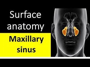 Surface anatomy of maxillary sinus