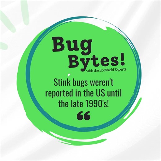 🪲 Bug Bytes! 🪲 Stink bugs are a relatively new houseguest 😬 They weren’t even reported in the U.S. until the late 1990s! Now they’re infamous for crashing homes when the weather cools down. Not a fan of surprise visitors? EcoShield’s got you covered. 😉 Call today to get your FREE no obligation estimate: (888) 744-1284 📲 | EcoShield Pest Solutions