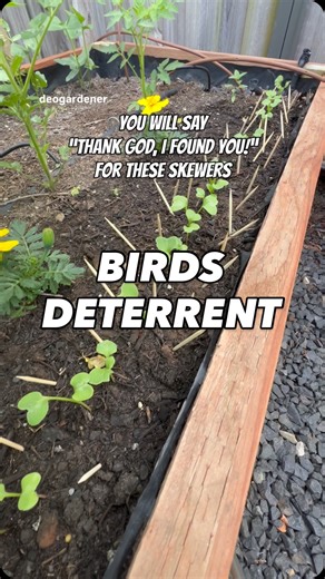 I already lost many young seedlings due to birds digging the soil for earthworms. These bamboo skewers effectively deter birds from digging the soil. Always does the trick! Placing them pointy-side up in planters and garden beds can stop birds from digging for earthworms. #gardening #vegetablegarden #vegetablegardening #deogardener #fyp #reelsviral #wednesday #homemaintenance | Deo N A Valenzuela
