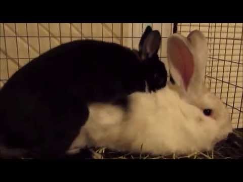 Beautiful Rabbits Mating and Baby Development