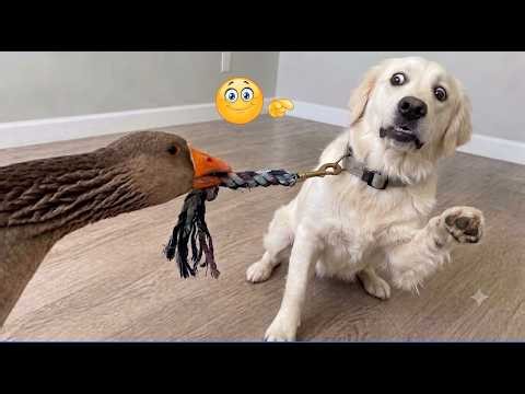 Funniest Dogs On The Internet! 😂 | Funny Dog Fails Compilation | Try Not To Laugh Challenge