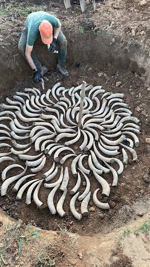 Biodynamic® prep making 2025 🌾 One of the most unique parts of Biodynamic® farming - and we do it every year. We gather cow horns, fill them with cow manure, and bury them to transform over winter. In spring, they become a powerful preparation that nourishes our soil and supports the health of our entire farm ecosystem. Farming that works with nature, not against it. Curious about Biodynamic® practices? Drop your questions below! #BiodynamicFarming #RegenerativeFarming #FoxhollowFarm #SoilHealt