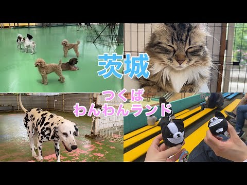 犬好き集合‼︎わんちゃんと1日ふれ合えるつくばわんわんランドへ行ってきました🐾
