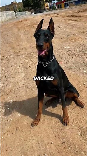 Top 5 Dogs That Command Respect Instantly