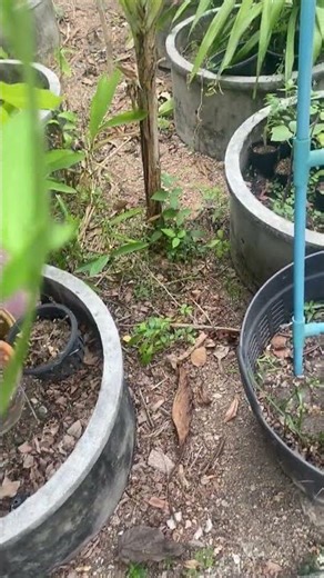 Living With The Banana Tree Leafs Harvested And Supernatural Ghost Spirit Footage 003 #VineLegacy