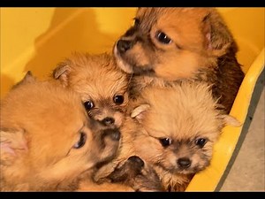 Abandoned Puppies Rescue Tiny Lives Saved from Streets, Heartbreaking Stories of Stray Dogs