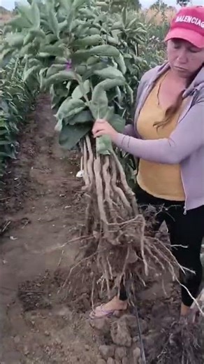 Хурма «Медобора»