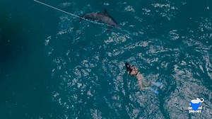 An incredible bond between a woman and a dolphin 💙 Watch #TheBond tonight at 9p ET! | Animal Planet