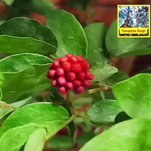 🌟🏵️Red Powder Puff🏵️ Fleur en houppette rouge