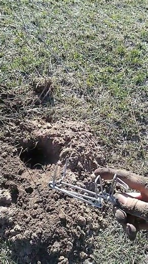 How to trap gophers