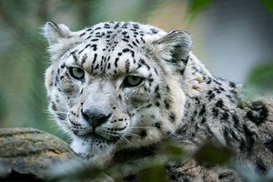 Snow Leopard | Panthera uncia | Marwell Zoo