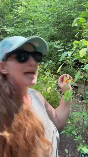 If you aren’t in an area where Jewelweed natively grows, which is the majority of the eastern half
