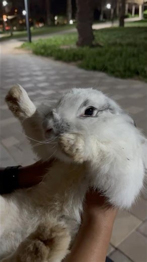 Rabbit sound #rabbit #sound #bunny