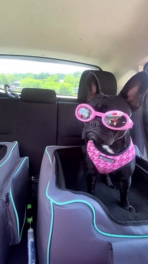 Frenchie Bulldog on TikTok