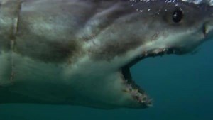 231K views · 3.6K reactions | Float like a shark, sting like a...shark. | Shark Week | Facebook