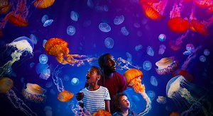 Meet Jellyfish & Ocean Invaders | SEA LIFE London Aquarium