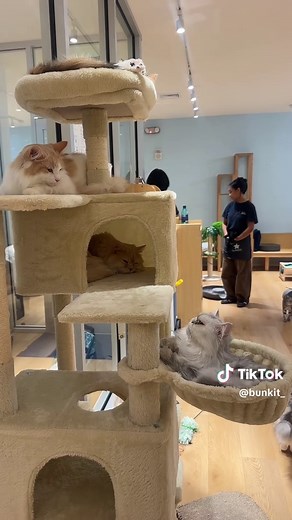Exploring the Dreamy Cat Cafe Experience