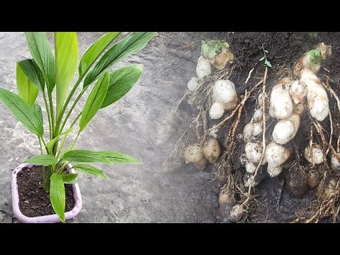 Cómo CULTIVAR CÚRCUMA en Casa, Fácil de Sembrar Cúrcuma en MACETA