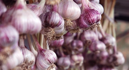 How to grow garlic