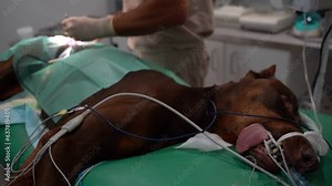 Dog under general anesthesia with fixed tongue during veterinary surgeon. Video footage of veterinary operating room during operation. veterinary surgeon working on operating table on great Dane dog