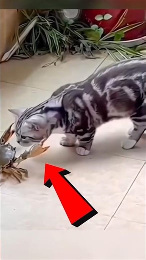 You Won’t Believe How Fast a Cat Reacts | This is why cats mostly win to snakes #viral #new #animals