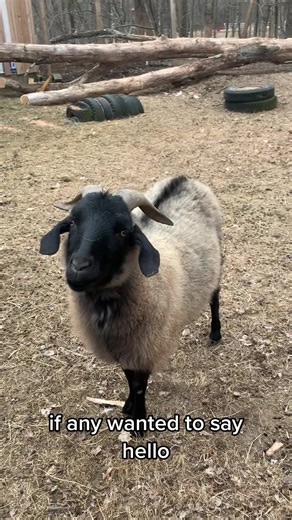 Cashmere Production by Goats: A Closer Look at Fiber Farming
