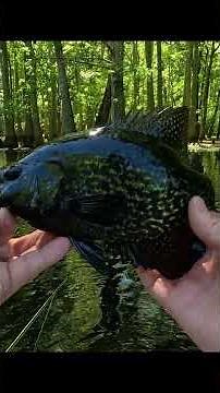 We found some more Spawning Crappie !