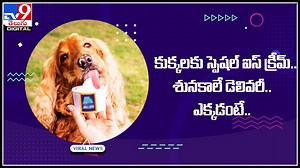 Dog Ice Cream: అబ్బా..! కుక్కలకు స్పెషల్ ఐస్ క్రీమ్.. శునకాలే డెలివరీ.. ఎక్కడంటే..