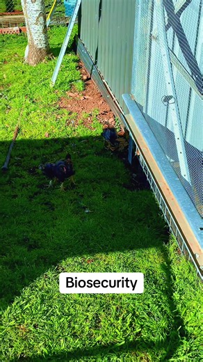 Try to limit the amount of visitors around your pens. People with other birds could be bringing all sorts of nasties that you don’t want in your birds. 9 times out of 10 you’ll probably be ok, but it only takes one visitor with a sick bird at home to cause you headaches. If you are buying new birds and adding them to your flock, it’s advisable to quarantine them first. Any new birds I get are kept a certain distance away from my flock, for a set period of time. #thebreeder #breedingchickens #pou