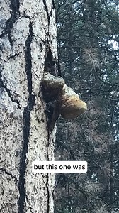 Jacq shares the story of the quest for her first Agarikon. #agarikon #100strainsofagarikon #researchanddevelopment #fungiperfecti #mushtok #sustainability #biodiversityisbiosecurity #culturelibrary #mycology #fungalpreservation | Fungi Perfecti