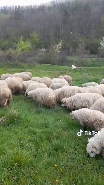 Videoclipuri postate de cosilie (@iliecos) cu sunet original - Roata Norocului