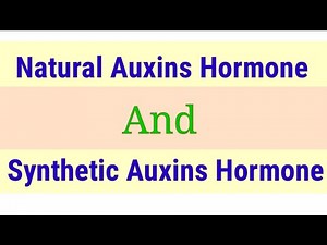 Natural Auxins And Synthetic Auxins Hormone | Lec. 19 | Plant Physiology