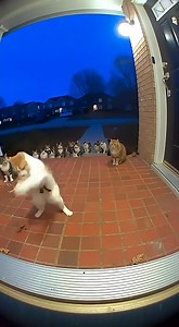 182K views · 4.9K reactions | The nunchucks pro whisker☺ #nunchucks #professionalmode | Ganap PH | Facebook