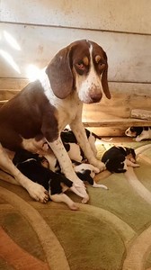 12K views · 197 reactions | Blue tick X Bloodhound mix #SnifferDogs #Trackingdogs | MESH FARMS | Facebook