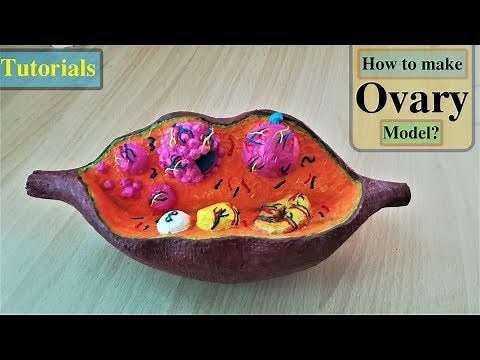 Making Female Ovary Model | Holiday Homework