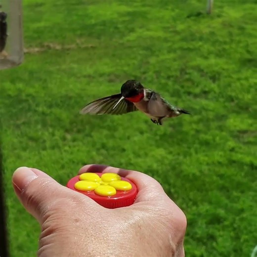 Ruby throated Hummingbird 01