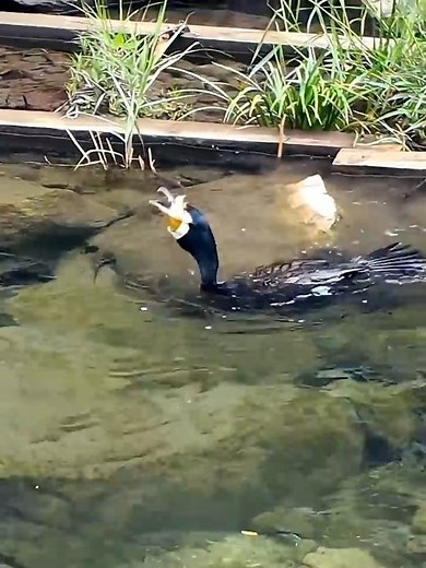 청계천 포식자 민물가마우지 미친 스피드 | Cheonggyecheon Predator Cormorant’s Crazy Speed!