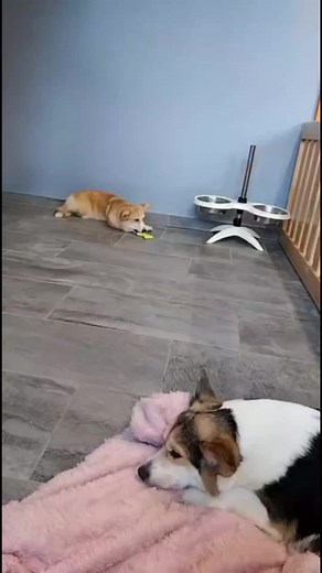 Corgi Caffe Debrecen - Édes feltöltődés a vörös Corgikkal